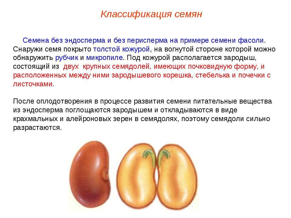 Презентация на тему Семена, плоды - скачать бесплатно презентации ...