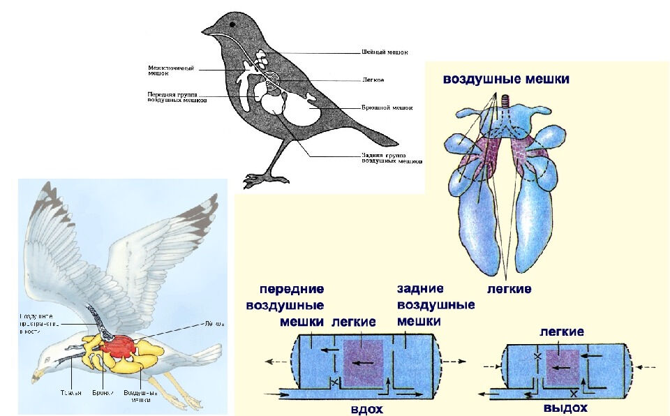 Презентация по биологии на тему Класс Птицы (7-8)