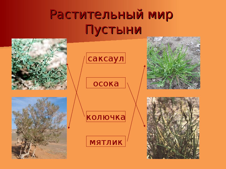 Зона пустынь - презентация (животные и растения)