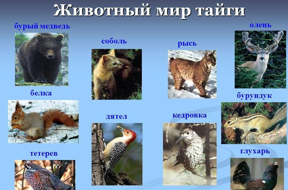Презентация на тему: Животный и растительный мир России. Зона ...