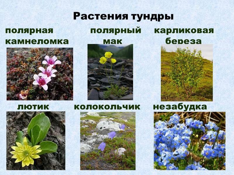 Презентация на тему: Презентация на тему: Природные зоны России ...