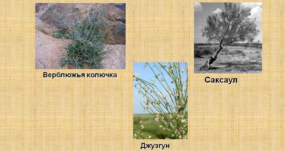 Растения пустыни 5 класс биология. Белый саксаул, верблюжья колючка. Саксаул ареал. Пустыни и полупустыни саксаул. Саксаул растение пустыни.