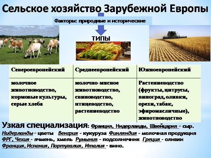 На выращивании каких культур специализируется северный кавказ. Сельское хозяйство Европы. Сельское хозяйство Западной Европы. Характеристика сельского хозяйства. Отрасли сельского хозяйства.