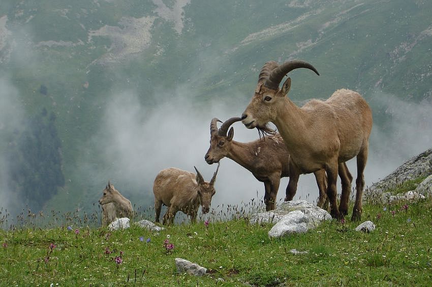 Животные Западного Кавказа | Region TV - Северо-Кавказское телевидение