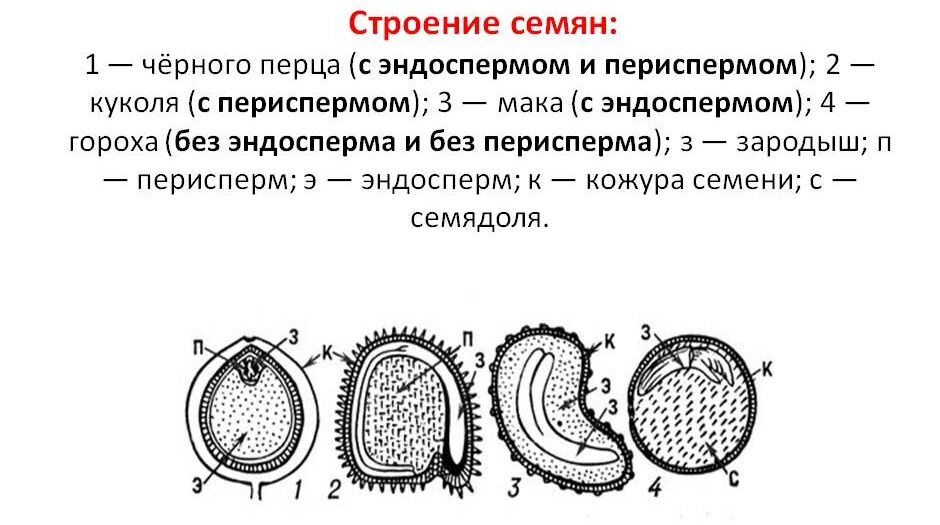Строение семян: 1 — черного перца (с эндоспермом и периспермом); 2 . 
