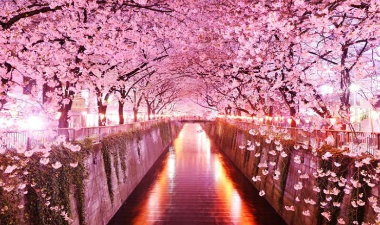 В Японию на Цветение Сакуры 2019 | Когда Цветет Сакура в Японии?