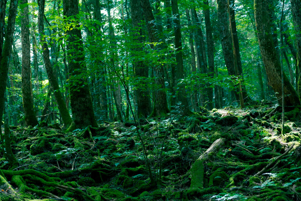 Аокигахара – лес самоубийц в Японии | nakonu.com