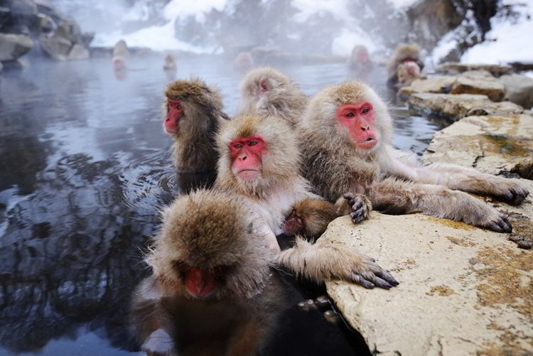 Джигокудани - парк снежных обезьян. Япония