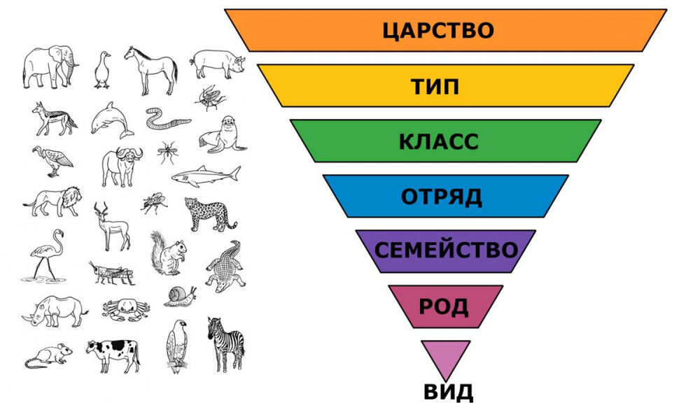 классы животных таблица